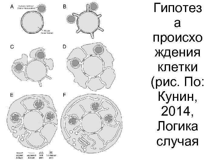 Гипотез а происхо ждения клетки (рис. По: Кунин, 2014, Логика случая 