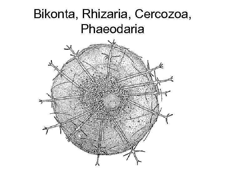 Bikonta, Rhizaria, Cercozoa, Phaeodaria 