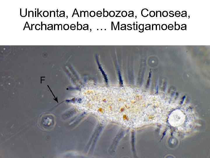 Unikonta, Amoebozoa, Conosea, Archamoeba, … Mastigamoeba 