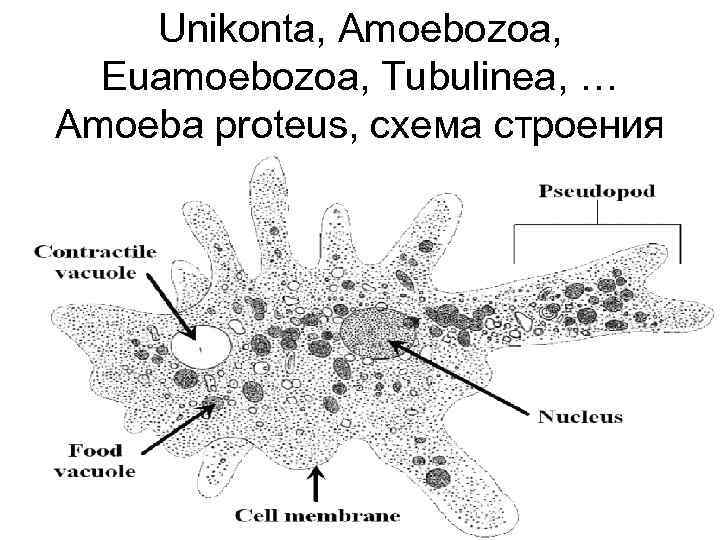 Unikonta, Amoebozoa, Euamoebozoa, Tubulinea, … Amoeba proteus, cхема строения 