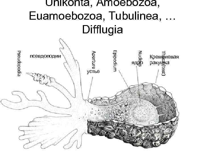 Unikonta, Amoebozoa, Euamoebozoa, Tubulinea, … Difflugia псевдоподии ядро устье Кремниевая ракушка 