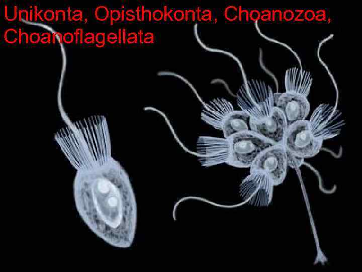 Unikonta, Opisthokonta, Choanozoa, Choanoflagellata 