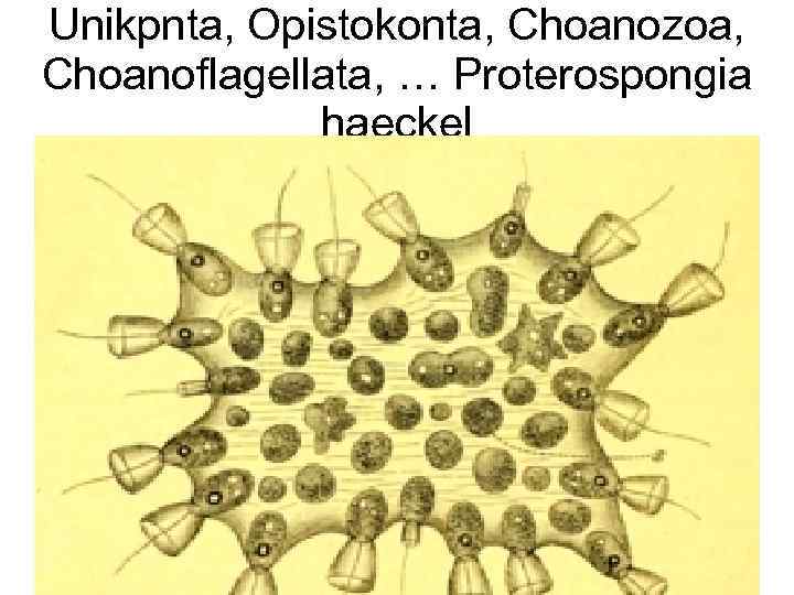 Unikpnta, Opistokonta, Choanozoa, Choanoflagellata, … Proterospongia haeckel 