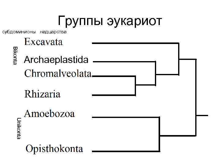 Группы эукариот субдоминионы надцарства Bikonta Archaeplastida Unikonta 