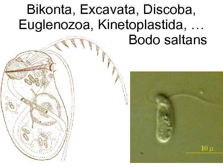 Bikonta, Excavata, Discoba, Euglenozoa, Kinetoplastida, … Bodo saltans 