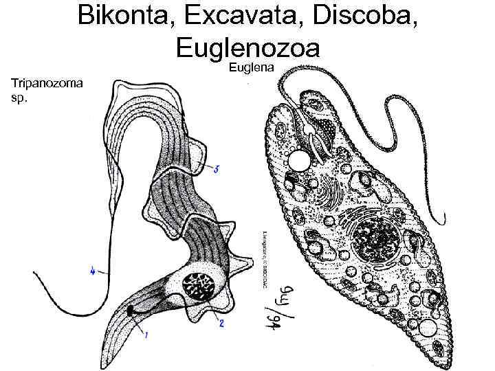 Bikonta, Excavata, Discoba, Euglenozoa Tripanozoma sp. Euglena sp. 