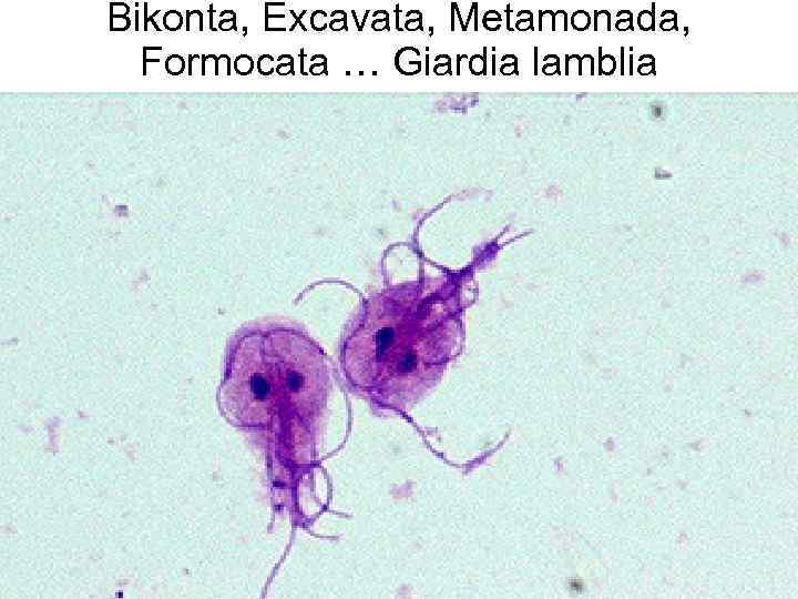 Bikonta, Excavata, Metamonada, Formocata … Giardia lamblia 