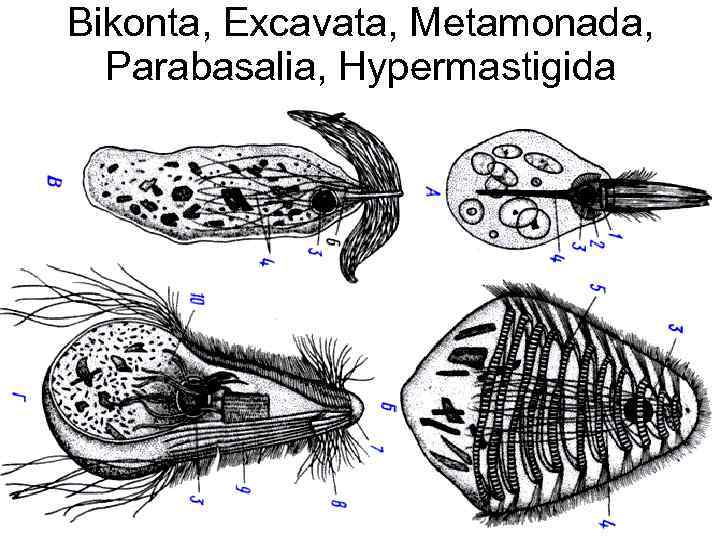 Bikonta, Excavata, Metamonada, Parabasalia, Hypermastigida 