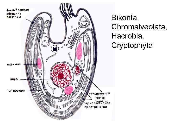 Bikonta, Chromalveolata, Hacrobia, Cryptophyta альфапротеобактерии 