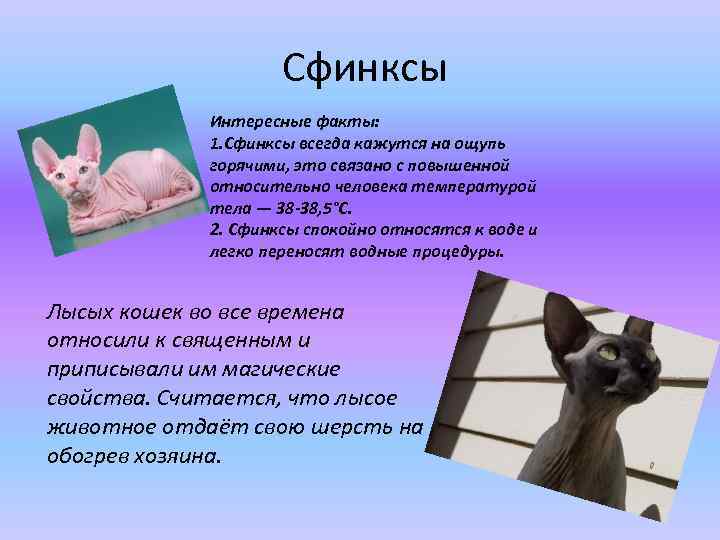 Презентация про кота сфинкса