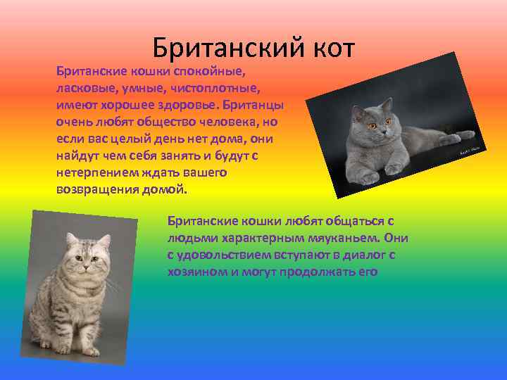 Британский кот Британские кошки спокойные, ласковые, умные, чистоплотные, имеют хорошее здоровье. Британцы очень любят