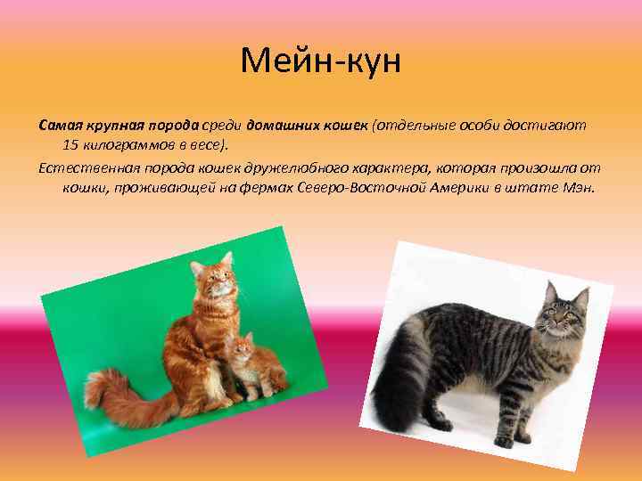 Мейн-кун Самая крупная порода среди домашних кошек (отдельные особи достигают 15 килограммов в весе).