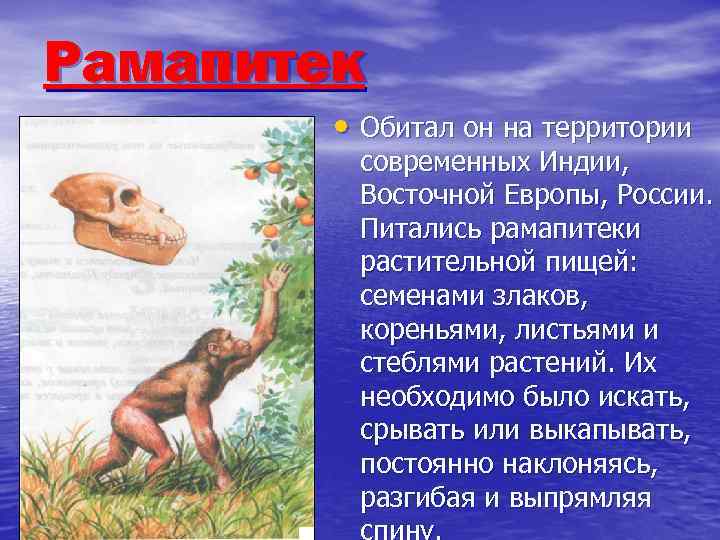 Рамапитек • Обитал он на территории современных Индии, Восточной Европы, России. Питались рамапитеки растительной