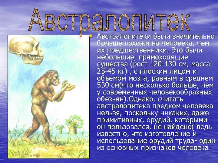  • Австралопитеки были значительно больше похожи на человека, чем их предшественники. Это были