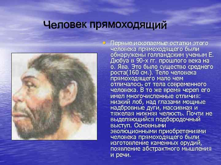  • Первые ископаемые остатки этого человека прямоходящего были обнаружены голландским ученым Е. Дюбуа