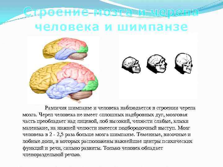 Строение мозга и черепа человека и шимпанзе Различия шимпанзе и человека наблюдается в строении