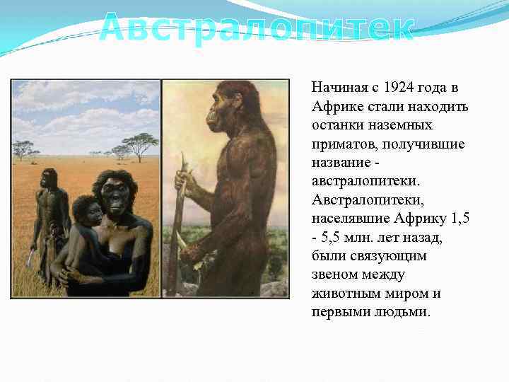 Австралопитек Начиная с 1924 года в Африке стали находить останки наземных приматов, получившие название