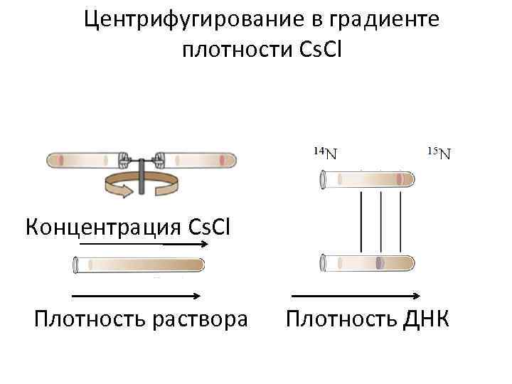Центрифугирование в градиенте плотности Cs. Cl Концентрация Cs. Cl Плотность раствора Плотность ДНК 