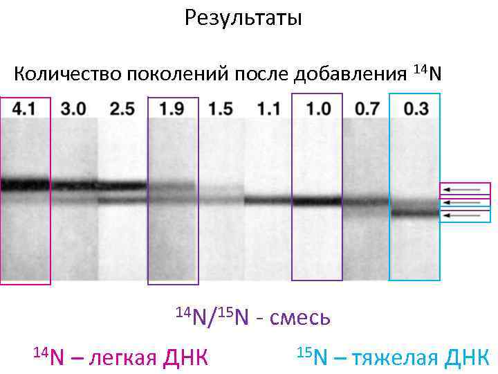 Результаты Количество поколений после добавления 14 N/15 N 14 N – легкая ДНК -