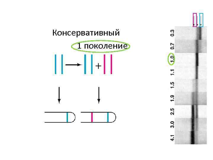 Консервативный 1 поколение 