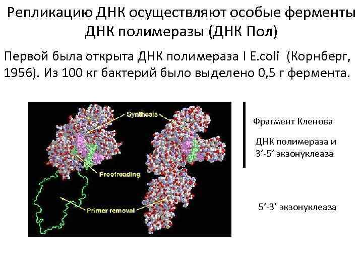 Репликацию ДНК осуществляют особые ферменты ДНК полимеразы (ДНК Пол) Первой была открыта ДНК полимераза