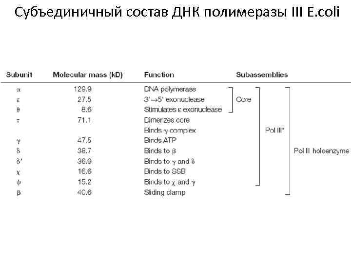 Субъединичный состав ДНК полимеразы III E. coli 