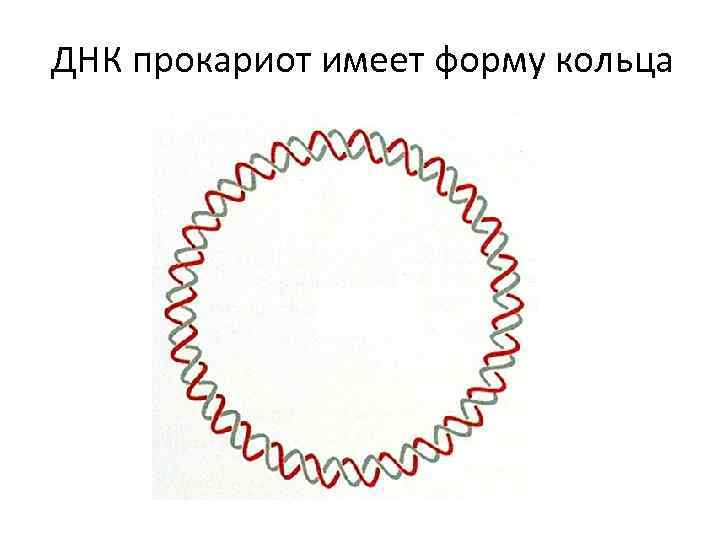 Прокариоты кольцевая днк. Кольцевая молекула ДНК У прокариот. Форма ДНК прокариот. Кольцевая ДНК У бактерий. Форма молекул ДНК У прокариот.