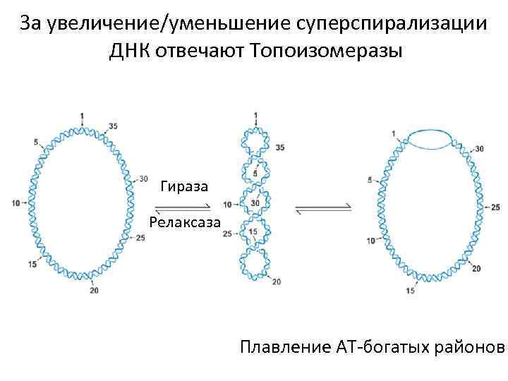 За увеличение/уменьшение суперспирализации ДНК отвечают Топоизомеразы Гираза Релаксаза Плавление АТ-богатых районов 