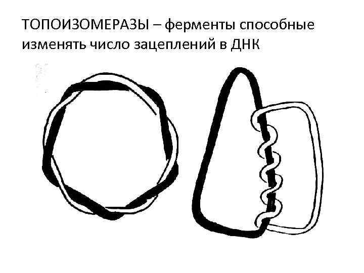 ТОПОИЗОМЕРАЗЫ – ферменты способные изменять число зацеплений в ДНК 