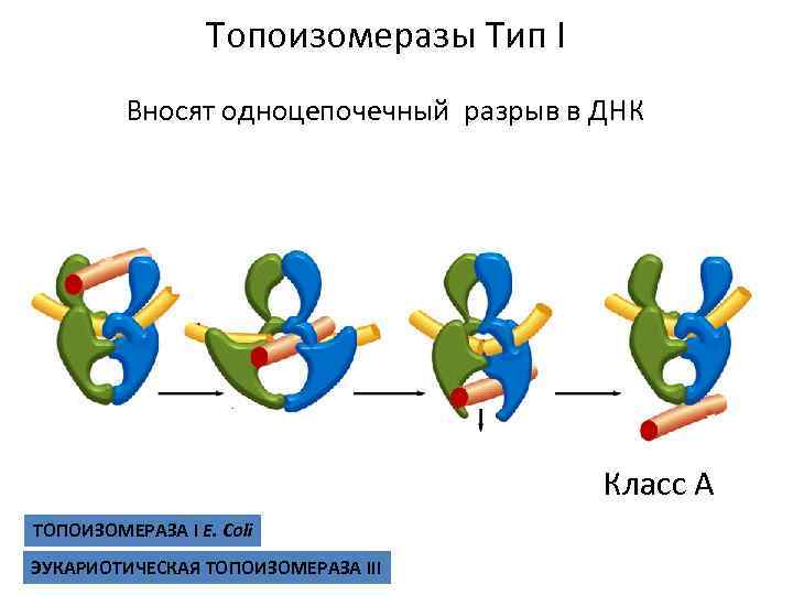 Топоизомеразы Тип I Вносят одноцепочечный разрыв в ДНК Класс А ТОПОИЗОМЕРАЗА I E. Coli