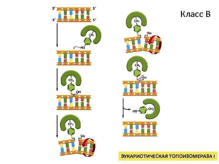 Класс В ЭУКАРИОТИЧЕСКАЯ ТОПОИЗОМЕРАЗА I 