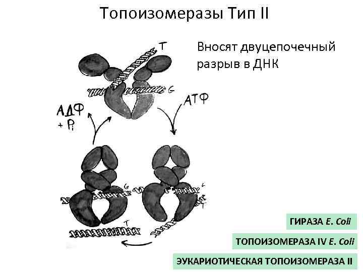 Топоизомеразы Тип II Вносят двуцепочечный разрыв в ДНК ГИРАЗА E. Coli ТОПОИЗОМЕРАЗА IV E.