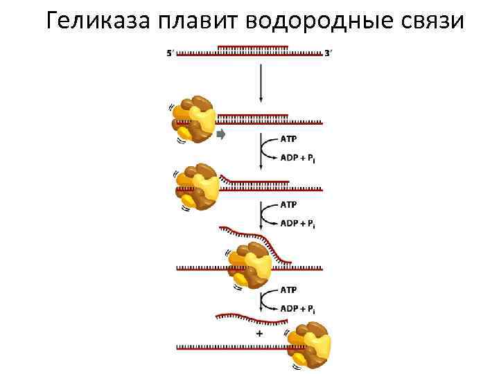 Геликаза плавит водородные связи 