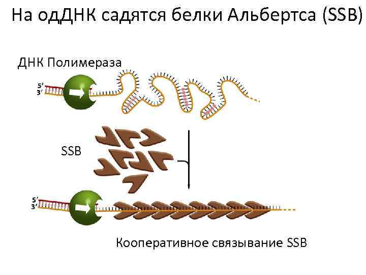 На од. ДНК садятся белки Альбертса (SSB) ДНК Полимераза SSB Кооперативное связывание SSB 