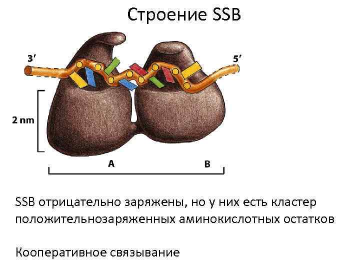 Строение SSB отрицательно заряжены, но у них есть кластер положительнозаряженных аминокислотных остатков Кооперативное связывание