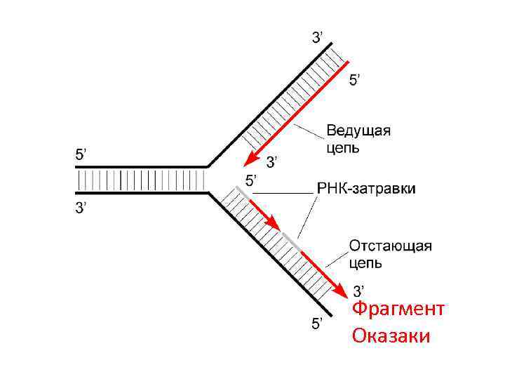 Фрагмент термин