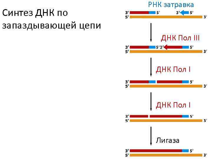 Синтез ДНК по запаздывающей цепи РНК затравка ДНК Пол III ДНК Пол I Лигаза