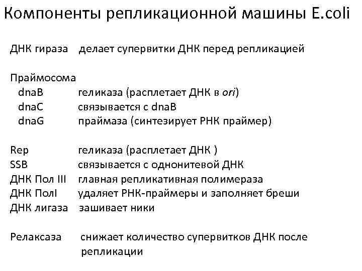 Компоненты репликационной машины E. сoli ДНК гираза делает супервитки ДНК перед репликацией Праймосома dna.