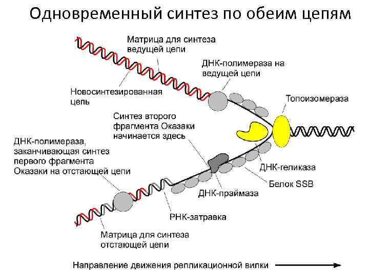 Одновременный синтез по обеим цепям 