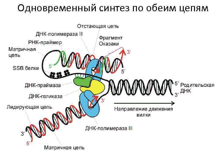 Одновременный синтез по обеим цепям 