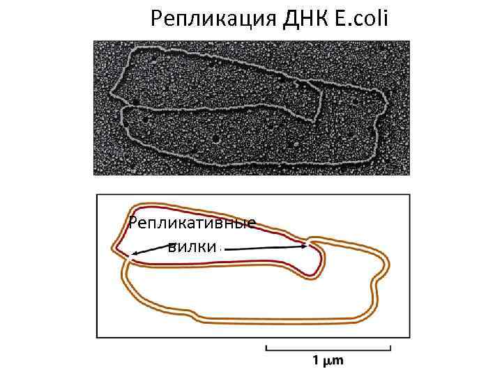Репликация ДНК E. сoli Репликативные вилки 