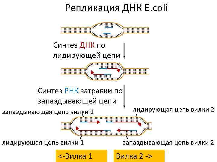 Репликация ДНК E. сoli Синтез ДНК по лидирующей цепи Синтез РНК затравки по запаздывающей