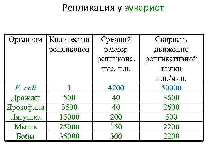 Репликация у эукариот Организм Количество репликонов E. сoli Дрожжи Дрозофила Лягушка Мышь Бобы 1