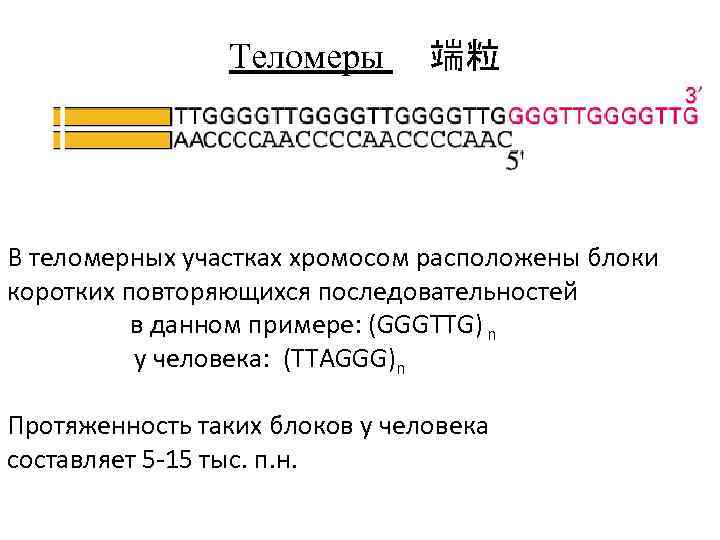 Теломеры 端粒 В теломерных участках хромосом расположены блоки коротких повторяющихся последовательностей в данном примере: