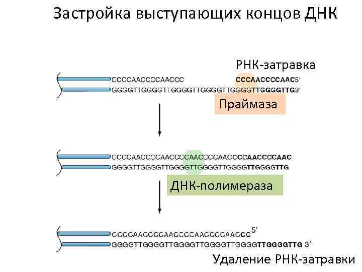 Застройка выступающих концов ДНК РНК-затравка Праймаза ДНК-полимераза Удаление РНК-затравки 