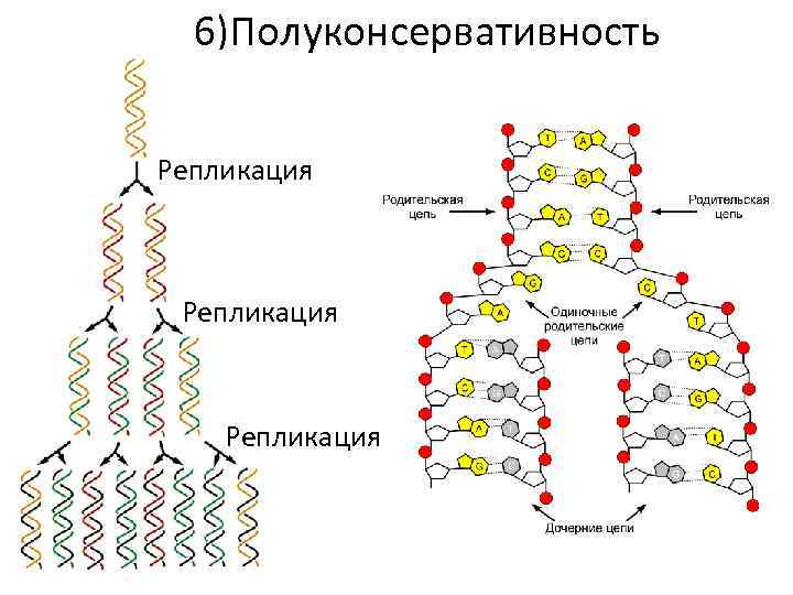 6)Полуконсервативность Репликация 