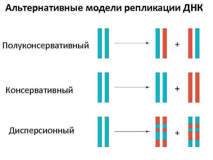 Рассмотрите рисунок 169 на котором представлена схема полуконсервативной репликации днк укажите