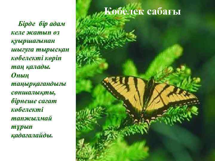 Көбелек сабағы Бірде бір адам келе жатып өз қуыршағынан шығуға тырысқан көбелекті көріп таң