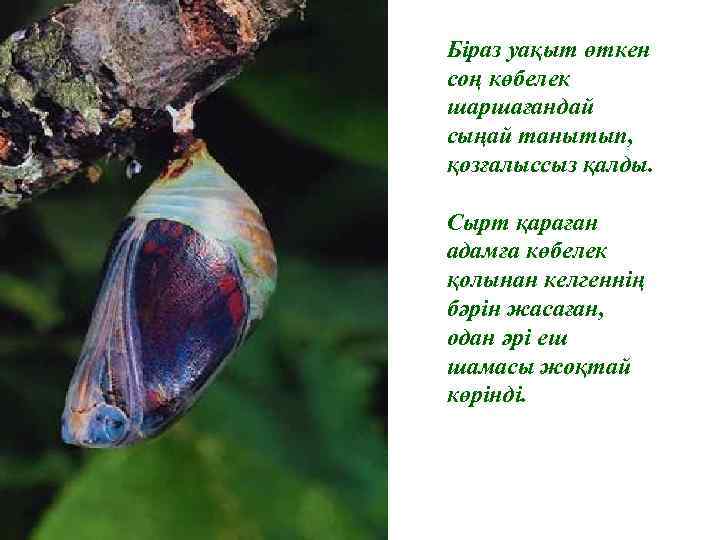 Біраз уақыт өткен соң көбелек шаршағандай сыңай танытып, қозғалыссыз қалды. Сырт қараған адамға көбелек