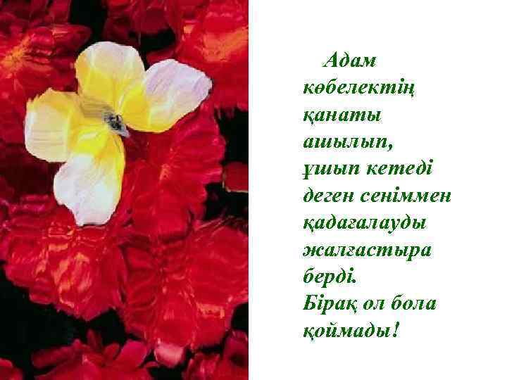 Адам көбелектің қанаты ашылып, ұшып кетеді деген сеніммен қадағалауды жалғастыра берді. Бірақ ол бола